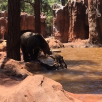 Juvenille grizzlies, once more at Bearizona