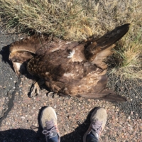 A golden eagle! Woah!!