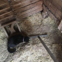 Salem the cat trying to distract me as I clean Karen's chicken coop.