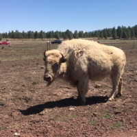 White buffalo
