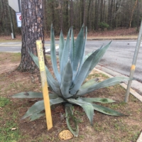 I've never seen an aloe so BIG! I am amazed!!