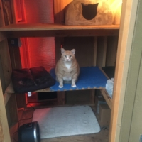 They want to downsize it soon for being “too big” so I have been trying (in vain) to convince them that the best solution is to just add a few more cats instead. (I fear I am failing at this endeavor.)