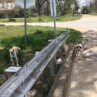 The last ~60 miles of Mississippi is remarkably flat farmland where I get chased by no less than TWENTY dogs. See how many you can spot in this photo.
