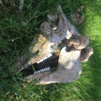 I ducked off HWY 82 to escape traffic and ended up on a lovely backcountry dirt road with a patch of grass that had a truly bizarre number of cow skulls lying in it. Weird.