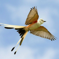 The scissor tailed flycatcher is just, so so achingly beautiful, almost mystical. I'm humbled looking at it., and I'm sorry I couldn't capture my own photo.