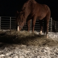 My first night with #7184 in the round pen. He watches me closely.