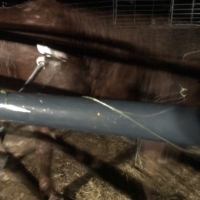 #7184 was NOT ready to be touched by the "handy" stick (a 3-4 ft pole with a stuffed glove attatched to it)