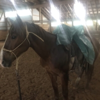 I brought the tarp back out for a fun groundwork session! Finley handled it like a champ.