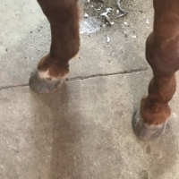 Finely saw the farrier and did so exceptionally well, despite having never been handled in that way by a stranger. He didn't kick out, he hardly fidgeted! Proud moment.