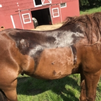 Finley's sweat marks after the day. I think they look pretty good?