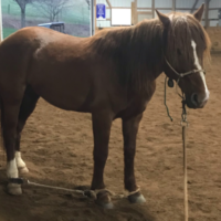 Hobble training! #7184 will be picketed nightly on the road, so it's critical that he learn how to and that, if he gets in a bind, he recognizes that staying calm and still (rather than panicking) is the right answer.