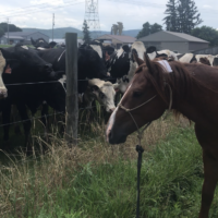 Finley is a God among cows. They love him. Every time we pass some by.