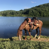 Finley and I wait at the lakeside in Ebensburg for our hosts to arrive. Jalynn from the Silver Stirrup has arranged for us to stay with friends of hers, but they are located too far away for us to reach on foot, so they have offered to pick us up in their horse trailer! This is the first time we have trailer-ed anywhere since beginning the journey. It feels a bit like cheating, but we'll be dropped in this exact spot tomorrow morning to ensure we don't skip any miles.