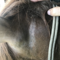 Finley's rope halter has rubbed a bald spot behind his ears. It's not from the friction of the halter alone. It's rain rot. What's worse, the rope burn on his neck and chest from last week became flaky after a day or two. At the time, I thought that was par for the course. Now, I realize it was rain rot all along. It will manifest instantly at any point of weakness.
