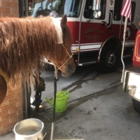 I am proud of Finley for his willingness to approach the fire trucks!