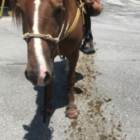 Finley poops on the outskirts of town, by a trailhead. I don't have a bag to clean it up. I try to kick it off the path with my foot but instead make matters worse by leaving this ungodly poop smear. We flee the scene.