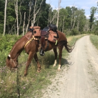 Just our luck- we get caught red-handed on the Ghost Town Trail by the county commissioner! He confirms we are NOT allowed on the trail and barks questions at us. "How many of you are there? How far do you intend to go?" He makes it clear he does NOT give us permission to continue the trail, but also doesn't object to us seeing it through, when I admit that was our intention. I'm not going to lie, I actually had no idea what a county commissioner was when I spoke to him. I thought it was some dork-role like a small-town board member. It was only when I called my grandmother afterwards that she told me county commissioners are big wigs!