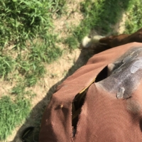 Finley hit a mailbox and eviscerated one of our saddle bags!