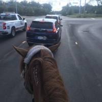 Finley has done absolutely positively amazing with the hustle-and-bustle of traffic on the outskirts of Pittsburgh today. This has got to be one of our craziest days yet. So much so, I accidentally doze off halfway through the day on a graze break.