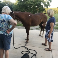 Finley stands like a perfect gentleman, untied, as I remove his tack for the day! I repeatedly walk back-and-forth, even disappearing from view for a few seconds, and he remains!