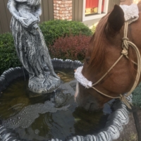 I knock on a door to ask the resident's if my horse can drink from their fountain out front. They say "go for it!"