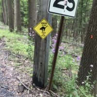 Old Carversville Rd! A gravel path lined with trees and beautiful, offbeat homes.
