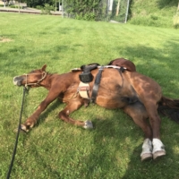 Siiiggghhh. Walking is so exhausting.