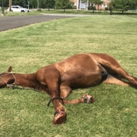 The whale goes down for another roll while we're resting in a church parking lot. Then he just lies there .... sunbathing? A concerned passerby stops to ask "ugh ... is he okay?"
"Yeah, he's just a weirdo."