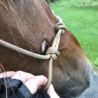 Midway through Valley Forge, I turn around to see this bald spot on Finley's face. I am astonished. His face looked NORMAL just a few hours prior, and his rope halter has never rubbed previously, despite being on 24-7 when he was wild ... I thought taking his saddle off and continuing on bareback was, surely, the end of our struggles. What more could go wrong? Well, this. Apparently. Another extension of his rain rot. Maybe, even, brought on by the rain today. I am at a loss for words.