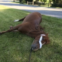 No day is complete without a midday roll.