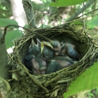 Baby birds! While I am marvelling at them, Finley says .... (1/2)