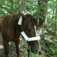 .... "F*** them kids," and scratches his head against the tree.
"NOOO!!"