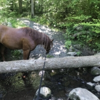 We encounter a formidable foe for a horse: a downed tree limb!