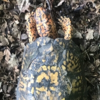 Holy smokes, check out this turtle's color! Its head is such a vibrant orange!