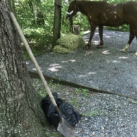 The clean up crew or poop patrol is hard at work making our campsite presentable the morning after our stay ... I have to pick up Finley's manure and his leftover hay.