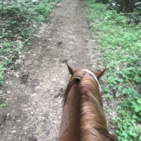 Don joins me on another ride! I am overjoyed to be able to ride Finley again. I even feel confident enough to snap a quick photo! Last time, I didn't want to try my luck letting go of his mane or the reins to dare try. He doesn't care to lead the way or to even stay with Don's horse, Scarlet. He's content to just mosey along behind, so they often have to stop for us slow pokes to catch up.