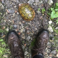 This is the most beautiful turtle I have ever seen!!!!