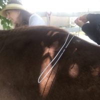 My grandparent's and I try to gauge Finley's saddle size with a hanger.