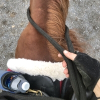 This is my first time riding Finley saddled on the road; Kathy let me borrow her Orthoflex English saddle for the day!