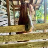 My host last night didn't have a barn or pasture of their own, so they asked their neighbor if Finley could use theirs ... they said YES!