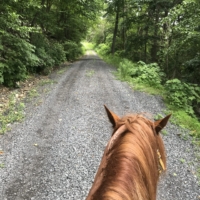 Finley bravely carries me the whole way up this mountainside. He has to stop 3/4ths of the way to catch his breath. We also have to carefully maneuver around a parked jeep in our path. By the top, he is slick with sweat, but he has a look of determination on his face to make it.