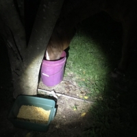 Finley is set for the night, picketed with a bucket of water and corn!