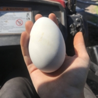 My host has free range chickens and geese. I get to try a goose egg for the first time. WOOOOT!!