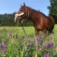 The field I scouted in William Penn State Forest is perfect for our purposes. Finley is in heaven with all the grasses, and he particularly adores these purple flowers, whatever they are.