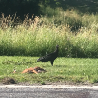 A vulture eats a foal that had been struck by a car along the highway.